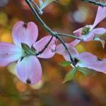 Pink Blossoms Against Orang..