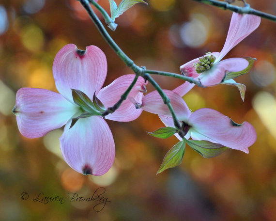 Pink Blossoms Against Orange Leaves